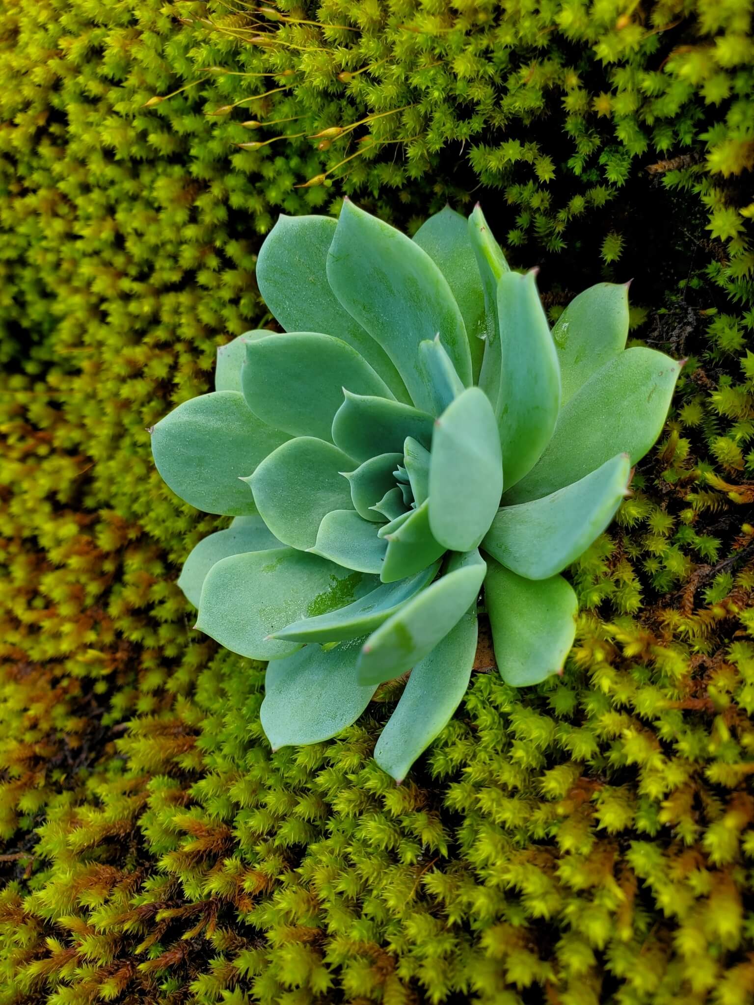 Echeveria secunda
